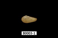 藏品(彎錦蛤)的圖片